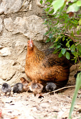 poules et ses poussins