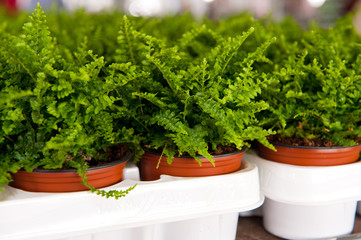 Fototapeta premium Fern plants