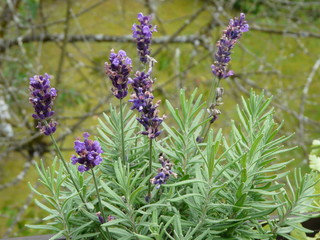 Lavendel