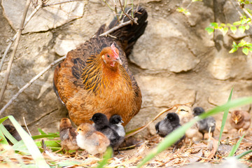poules et ses poussins