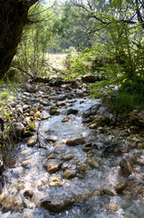 Forest stream