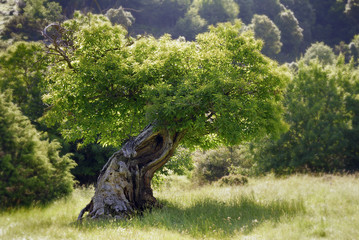 albero secolare su prato