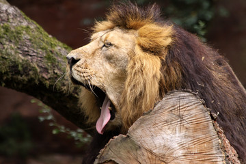Asiatischer Löwe (Panthera leo persica)