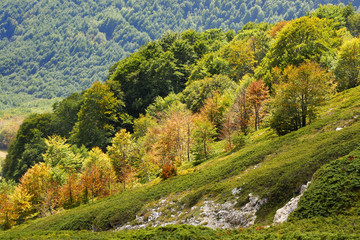 fila di alberi autunnali in collina