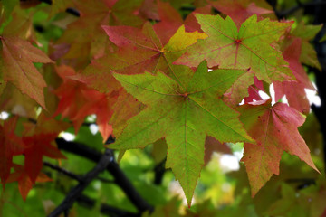 foglie di acero autunno