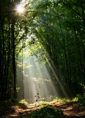 Tuinposter Woodland road and sunbeams © abet