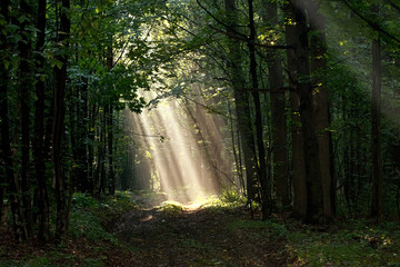 Fototapeta na wymiar Early morning sun beams in woods