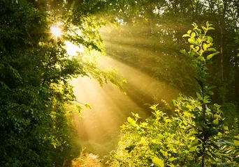  Early morning sun in forest © abet