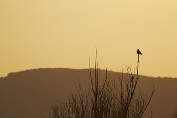 siluette di rami con uccello