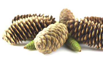 Forest cones. Shallow DOF.