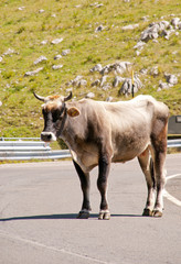Mucca in strada