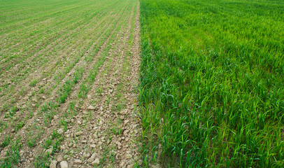 Bad and good wheaten field