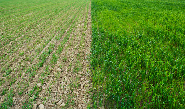 Bad And Good Wheaten Field