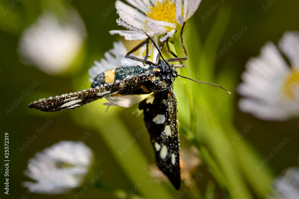 Wall mural Butterfly and wild daisy with water-drops