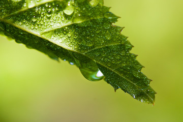 Early morning dew on green leaf