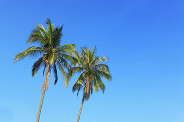 two coconut tree and blue sky with text space