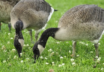 feeding family