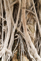 Close-up of roots of Ficus retusa