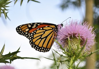 Monarch Butterfly on a burdock flower