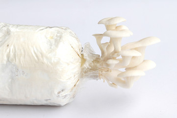 oyster mushroom