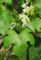 Grapes Forming on Vine