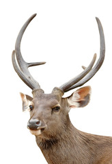 sambar deer