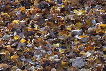 foglie cadute autunnali