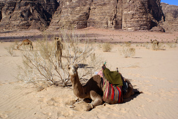 Mount and camels