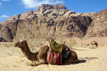 Mount, bush and camels