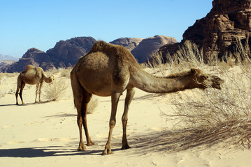 Two camels