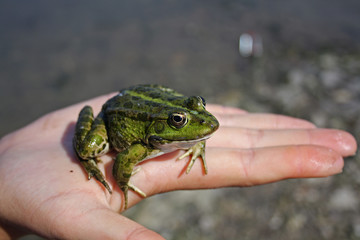 Frog sitting on the arm
