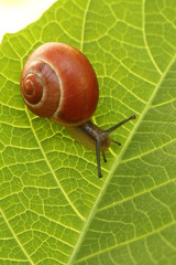 Snail