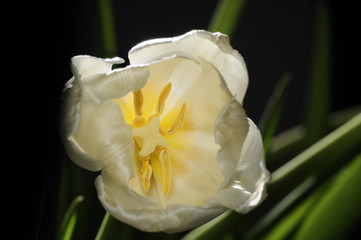 tulipano bianco