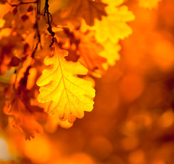 autumn leaves, very shallow focus