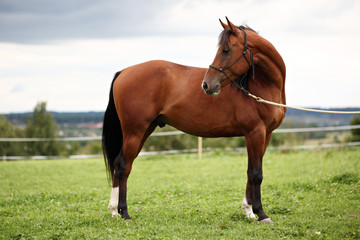 Brauner Araberhengst