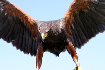 Harris Hawk