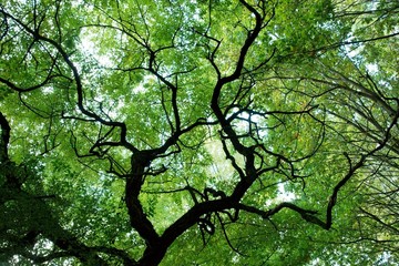 Tree in summer with sunlight filtering through