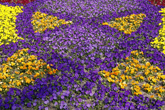 Viola-Hybriden, Veilchen-Mix - Horned Violet, Horned Pansy