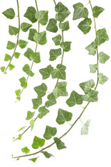 green ivy
