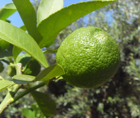 citron vert