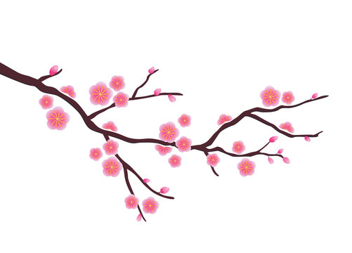 Cherry blossom in vector format
