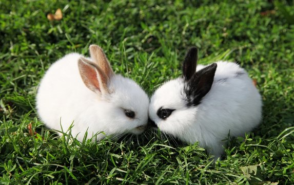 Hasenbabys