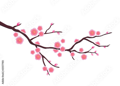 "Cherry blossom in vector format" Imágenes de archivo y vectores libres de derechos en Fotolia