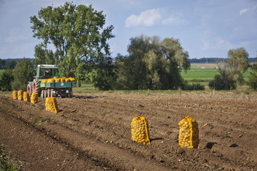 kartoffelacker © Martin Schlecht