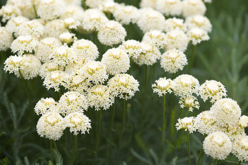 Achillea