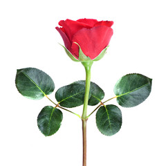 Red rose on white background