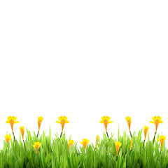 Spring grass with daffodils