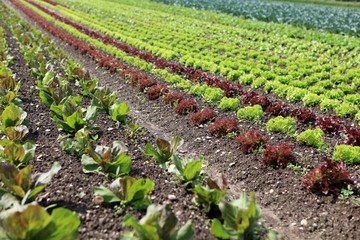 Fototapeta na wymiar Gemüsefeld - vegetable field