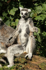 Ring-tailed lemur