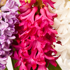 hyacinth